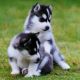 Alaskan Husky Puppies for sale in Birmingham, AL, USA. price: $200