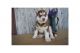 Alaskan Husky Puppies for sale in Richmond, CA, USA. price: NA