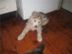 Alaskan Husky Puppies for sale in Austin, TX, USA. price: NA