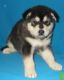 Alaskan Husky Puppies for sale in Dallas, TX, USA. price: $500