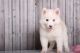 Alaskan Husky Puppies for sale in Anaheim, CA, USA. price: $500