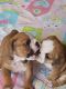 Alaskan Husky Puppies for sale in Cedar Rapids, IA, USA. price: NA