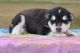 Alaskan Husky Puppies for sale in Stevinson, CA 95374, USA. price: NA
