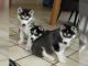 Alaskan Husky Puppies for sale in Spokane, WA, USA. price: $20