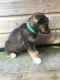 Alaskan Husky Puppies for sale in Adairsville, GA 30103, USA. price: NA