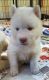 Alaskan Husky Puppies for sale in New York, IA 50238, USA. price: NA
