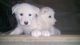 Alaskan Husky Puppies for sale in San Diego, CA, USA. price: NA