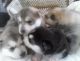 Alaskan Husky Puppies for sale in W Chicago Ave, Chicago, IL, USA. price: $500