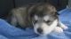 Alaskan Husky Puppies for sale in Miami, FL, USA. price: NA