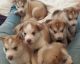 Alaskan Husky Puppies for sale in California St, San Francisco, CA, USA. price: NA
