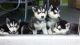 Alaskan Husky Puppies for sale in Denver, CO, USA. price: NA