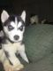 Alaskan Husky Puppies for sale in Phoenix, AZ, USA. price: $380