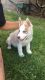 Alaskan Husky Puppies for sale in Whittier, CA 90605, USA. price: NA