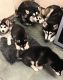 Alaskan Husky Puppies for sale in Indianapolis, IN, USA. price: NA