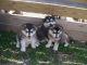 Alaskan Husky Puppies for sale in Pittsburgh, PA, USA. price: NA