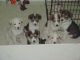 Alaskan Husky Puppies for sale in Clifton, NJ 07014, USA. price: NA