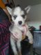 Alaskan Husky Puppies for sale in Surprise, AZ 85374, USA. price: NA