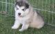 Alaskan Husky Puppies for sale in Chicago, IL 60638, USA. price: $400