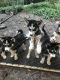Alaskan Husky Puppies for sale in Madison Heights, VA 24572, USA. price: $500