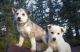 Alaskan Husky Puppies for sale in Molalla, OR 97038, USA. price: NA