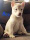 Alaskan Husky Puppies for sale in Karen Ln, Big Lake, MN 55309, USA. price: NA