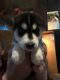 Alaskan Husky Puppies for sale in Comins, MI 48619, USA. price: NA