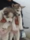 Alaskan Husky Puppies for sale in South Gate, CA 90280, USA. price: NA