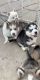 Alaskan Husky Puppies for sale in Pomona, CA 91767, USA. price: NA