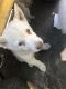 Alaskan Husky Puppies for sale in Beverly Hills, CA 90212, USA. price: NA