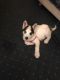 Alaskan Husky Puppies for sale in 9440 Hoffman Way, Thornton, CO 80229, USA. price: NA