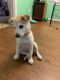 Alaskan Husky Puppies for sale in Richmond, VA, USA. price: $350