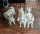 Alaskan Husky Puppies for sale in Austell, GA, USA. price: NA