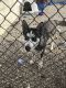 Alaskan Husky Puppies for sale in W 99th St, Inglewood, CA, USA. price: NA