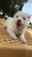 Alaskan Husky Puppies for sale in 868 Fremont St, Las Vegas, NV 89101, USA. price: NA