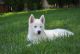 Alaskan Husky Puppies for sale in Benton City, WA 99320, USA. price: $400