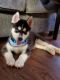 Alaskan Husky Puppies for sale in 8787 Shenandoah Park Dr, Shenandoah, TX 77385, USA. price: NA