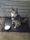 Alaskan Husky Puppies for sale in 100 N Wallace Dr, Las Vegas, NV 89107, USA. price: NA