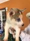Alaskan Husky Puppies for sale in Miami, FL, USA. price: $150