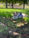 Alaskan Husky Puppies for sale in 10617 Inez St, Whittier, CA 90605, USA. price: NA