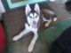 Alaskan Husky Puppies for sale in Kennewick, WA, USA. price: NA