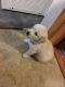 Alaskan Husky Puppies for sale in Schenectady, NY, USA. price: NA