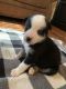 Alaskan Husky Puppies for sale in Phoenix, AZ 85014, USA. price: $400