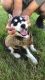Alaskan Husky Puppies for sale in Albany, OR, USA. price: NA