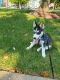 Alaskan Husky Puppies for sale in MD-355, Frederick, MD, USA. price: $1,300