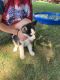 Alaskan Husky Puppies for sale in Lewisville, OH 43754, USA. price: NA
