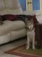 Alaskan Husky Puppies for sale in Lehigh Acres, FL, USA. price: NA