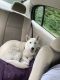 Alaskan Husky Puppies for sale in Dallas, GA, USA. price: $800
