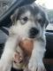 Alaskan Husky Puppies for sale in Red Bluff, CA 96080, USA. price: NA