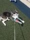 Alaskan Husky Puppies for sale in Mechanicsburg, PA, USA. price: NA