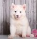 Alaskan Husky Puppies for sale in US-1, Jacksonville, FL, USA. price: $850